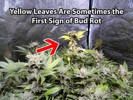 cannabis-bud-rot-mold-symtpom-is-yellow-dying-leaves-sm