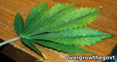 cannabis-calcium-deficiency-sm