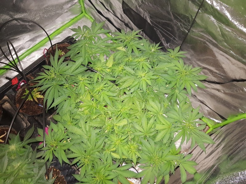 Knockout from Advanced female seeds vegging and LST