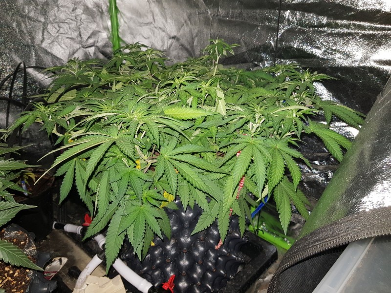 Knockout from Advanced female seeds vegging and LST