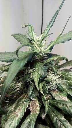 cannabis-plants-wind-burned-sm