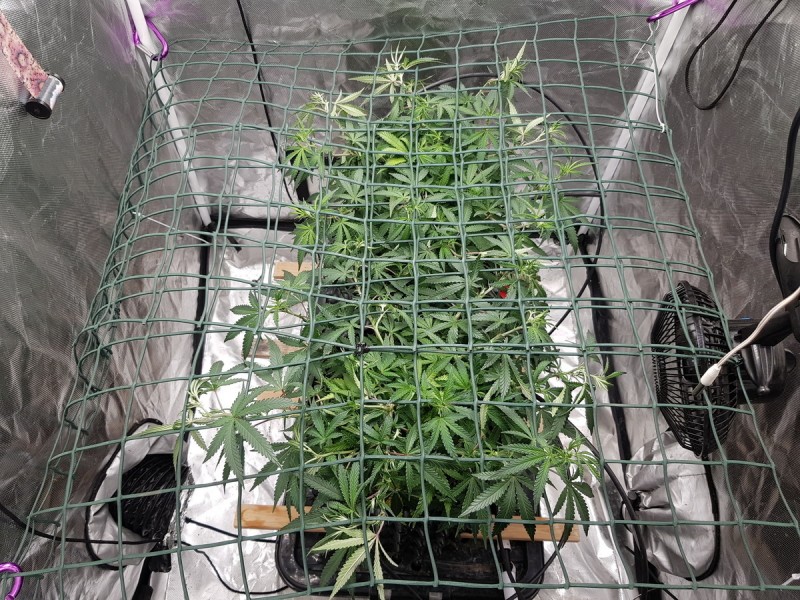 UGORG Disco biscuits scrog training veg