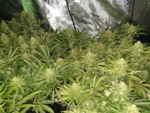 Chiesel Grow Diary