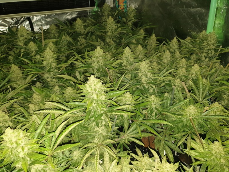 Chiesel Grow Diary