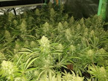 Chiesel Grow Diary