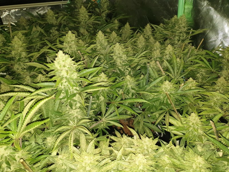 Chiesel Grow Diary