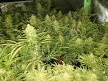 Chiesel Grow Diary