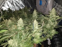 Chiesel Grow Diary