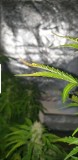 Screenshot_20191130-204816_Video Player