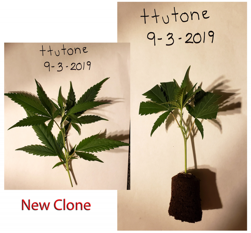 16 oz. Clone contest Week00