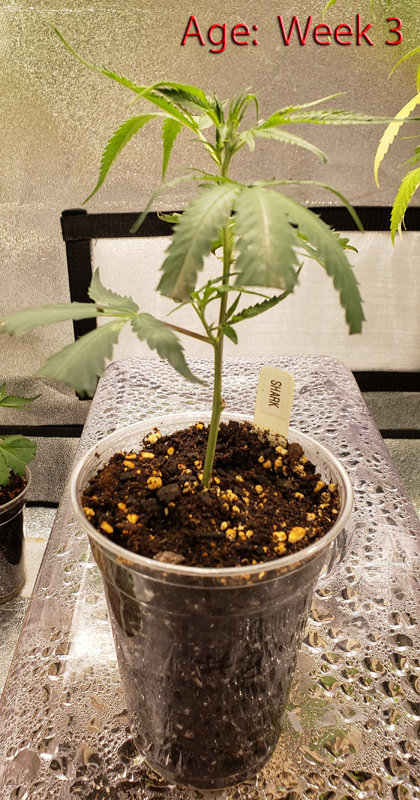 16 oz. Clone contest Week03