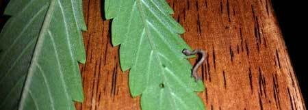 caterpillar-inch-worm-on-cannabis-leaf-xsm