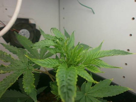 clones-root-problems-no-runoff-when-watering-sm