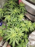 IMG_20191203_070602