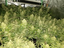 Chiesel Grow Diary
