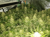 Chiesel Grow Diary