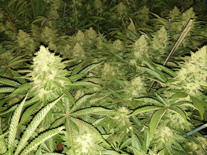 Chiesel Grow Diary