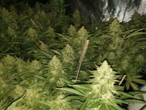 Chiesel Grow Diary