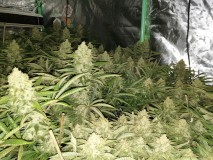 Chiesel Grow Diary