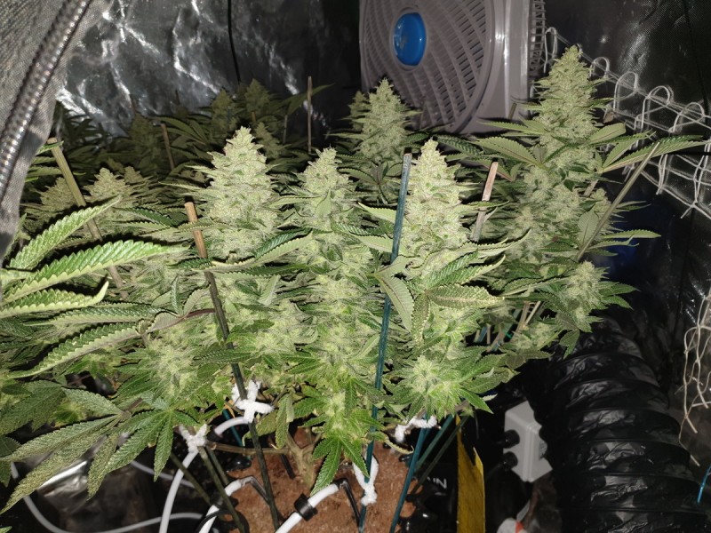 Chiesel Grow Diary