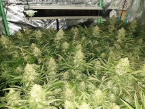 Chiesel Grow Diary