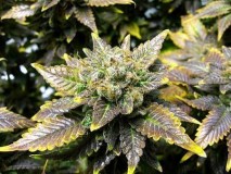 copper-deficiency-flowering-sm