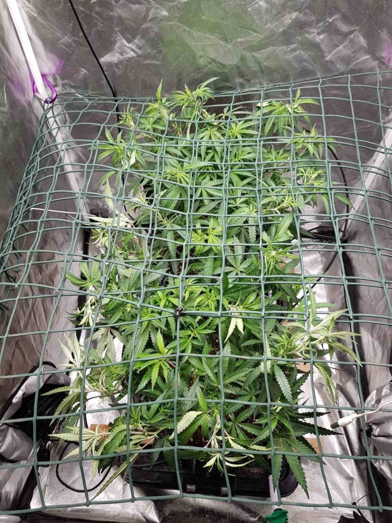 Disco scrog under net thinning