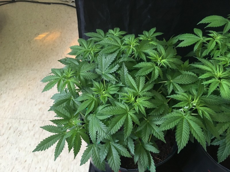 white widow