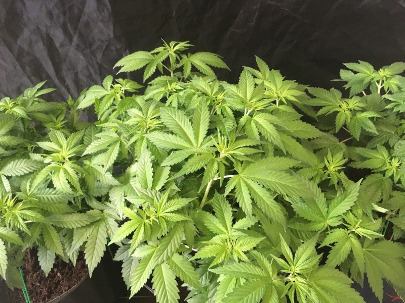 white widow