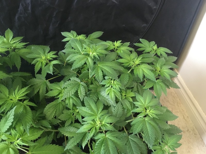 white widow