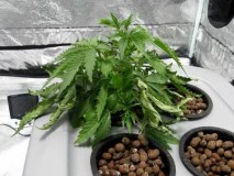 curling-leaves-from-cannabis-root-rot-sm