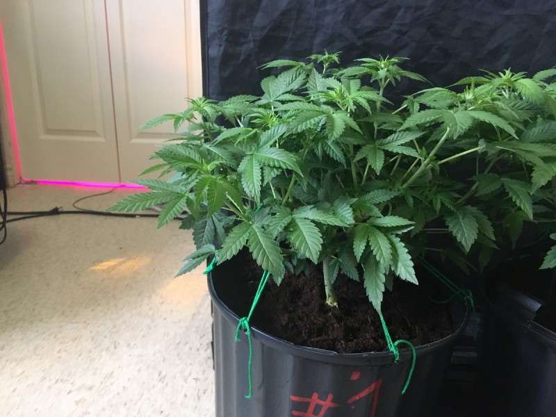 white widow