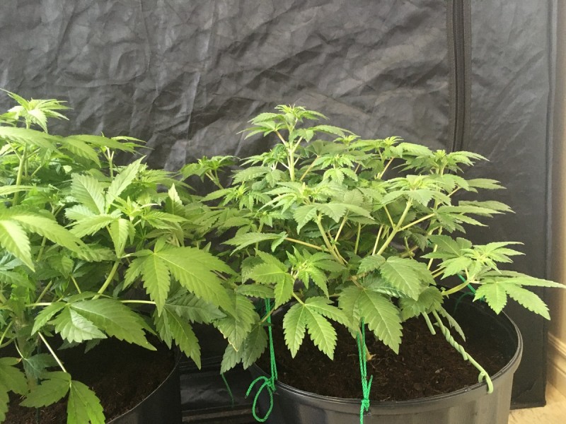 white widow