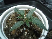 dry-soil-nitrogen-toxicity-sm