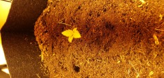 First leaves
