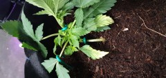 Start of LST