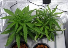 effects-of-root-rot-sm