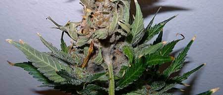 ewww-example-of-marijuana-bud-rot