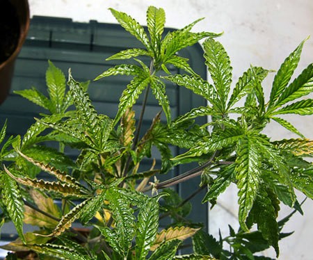 example-broad-mite-damage-cannabis-glossy-blistered-leaves-xsm (1)