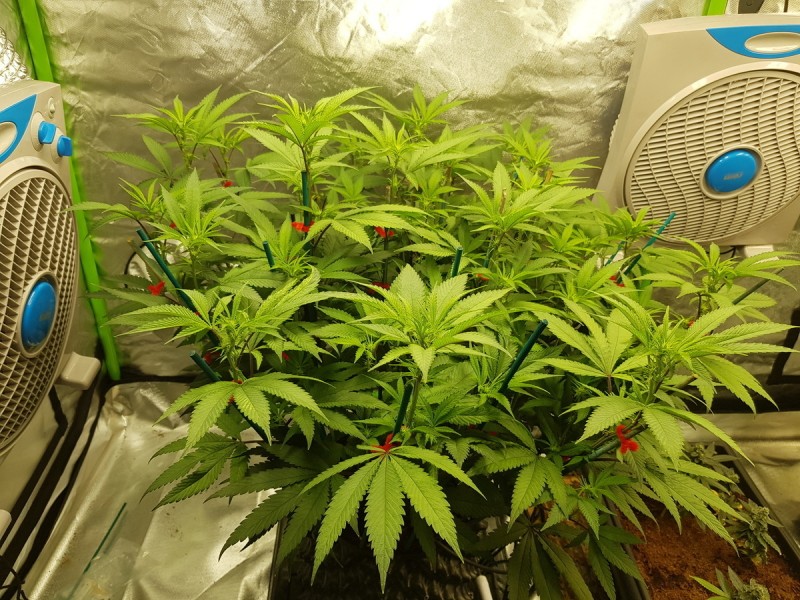 Legendary punch 11 days and 21 days flower