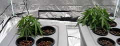 example-cannabis-root-rot-wilting-hydro