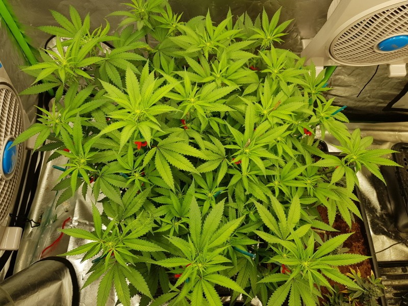 Legendary punch 11 days and 21 days flower