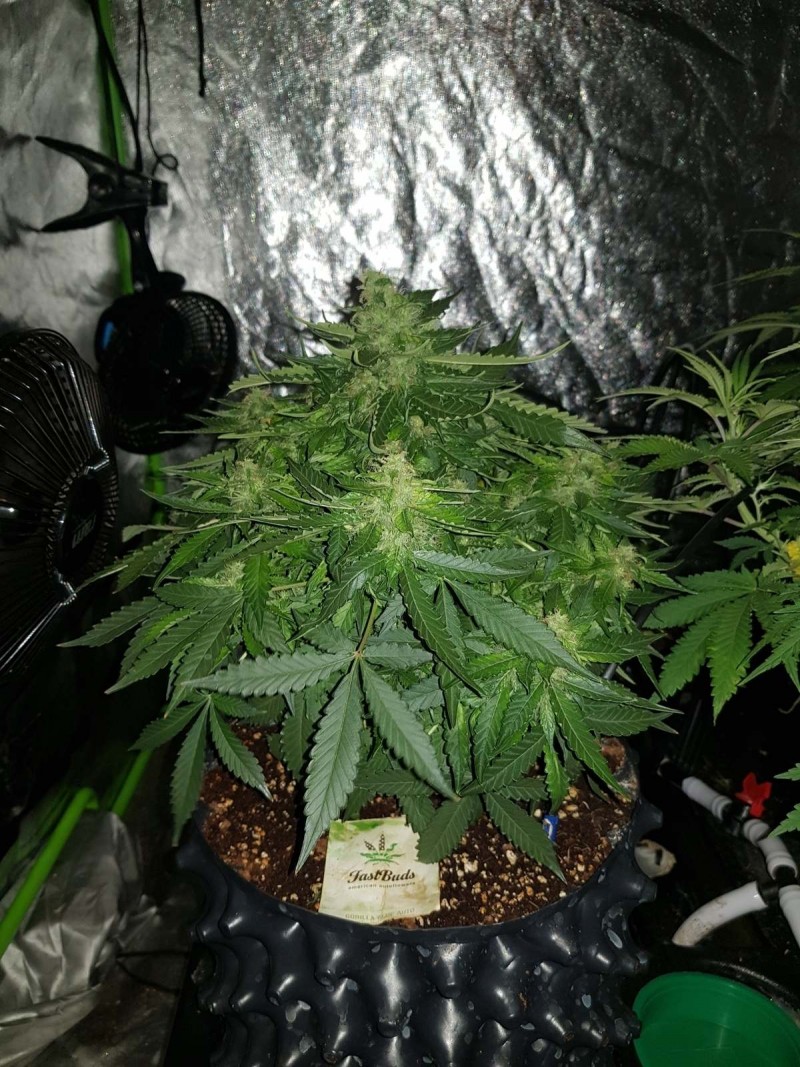 Fast buds gorilla glue auto 4th week of flower