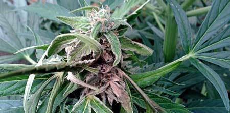 example-of-a-marijuana-cola-with-bud-rot