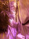 IMG_20191208_064600