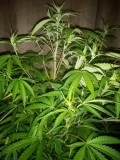 IMG_20191208_064755