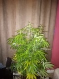 IMG_20191208_064804