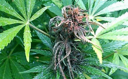 example-of-small-wet-marijuana-cola-with-bud-rot