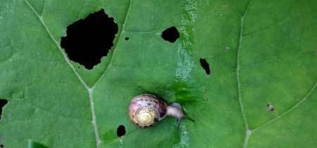 example-of-snail-on-leaf-cannabis-damage-xsm