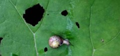 example-of-snail-on-leaf-cannabis-damage-xsm